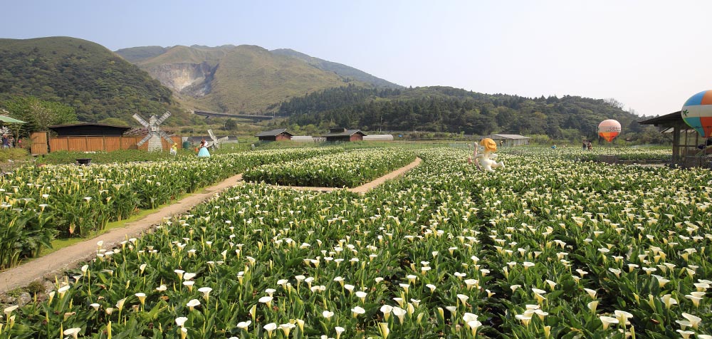 陽明山竹子湖,繡球,海芋,繡球花季,海芋季