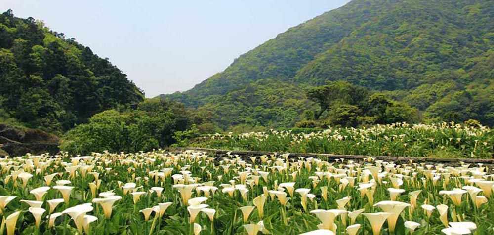 陽明山竹子湖,繡球,海芋,繡球花季,海芋季