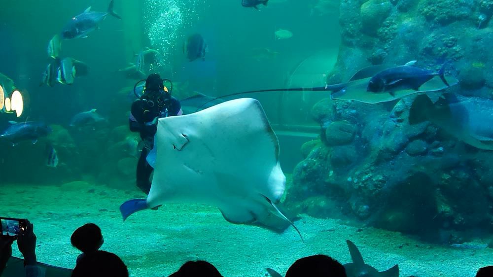 澎湖親子景點,澎湖水族館門票,澎湖水族館,澎湖花火節,澎湖國際海上花火節,花火節花火時間場次,澎湖,澎湖景點推薦,澎湖旅遊,澎湖景點推薦,澎湖水上活動,澎湖自由行,澎湖機票,澎湖住宿,澎湖民宿推薦,澎湖海景民宿,澎湖親子民宿,澎湖船票,澎湖機票價格,澎湖行程,客路KLOOK 澎湖,澎湖機加酒