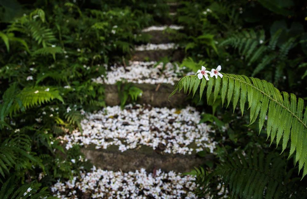 客家桐花祭,桐花季,賞桐,油桐花,賞桐步道,賞桐路線,賞桐景點