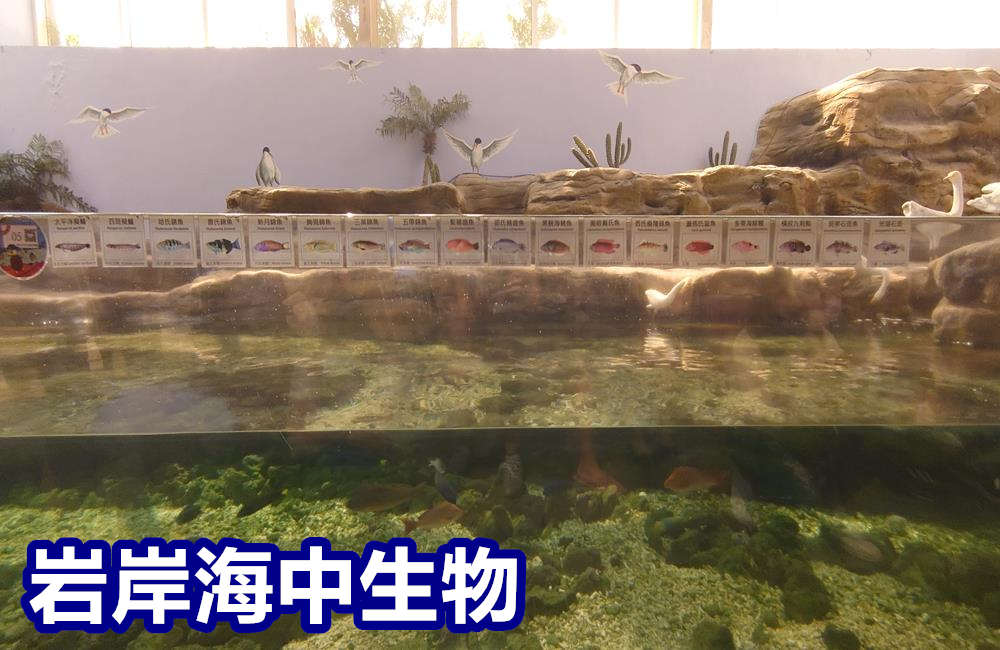 澎湖景點,澎湖水族館,澎湖水族館票價,澎湖親子景點推薦,澎湖水族館門票,花火節