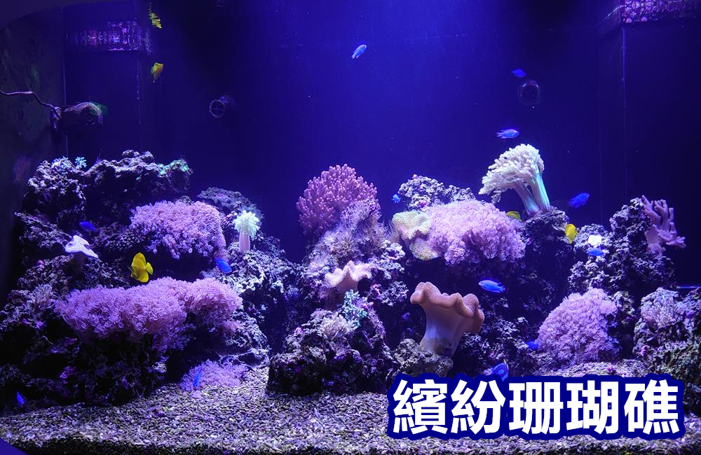 澎湖景點,澎湖水族館,澎湖水族館票價,澎湖親子景點推薦,澎湖水族館門票,花火節