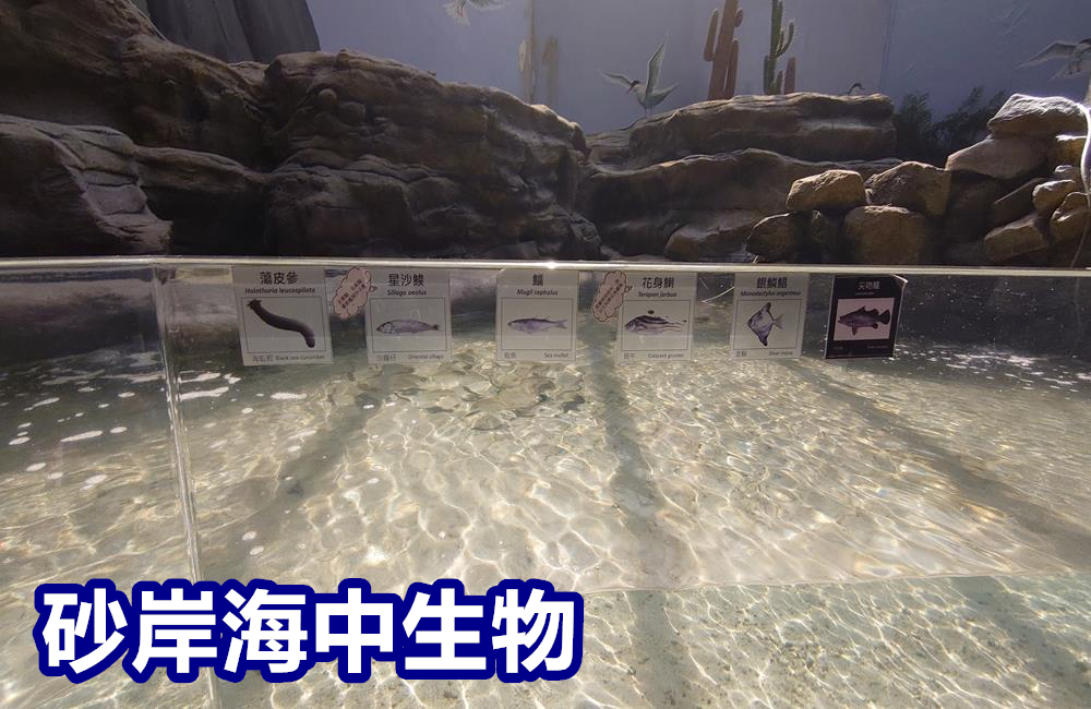 澎湖景點,澎湖水族館,澎湖水族館票價,澎湖親子景點推薦,澎湖水族館門票,花火節