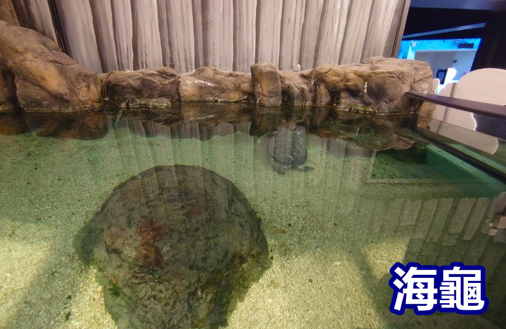 澎湖景點,澎湖水族館,澎湖水族館票價,澎湖親子景點推薦,澎湖水族館門票,花火節