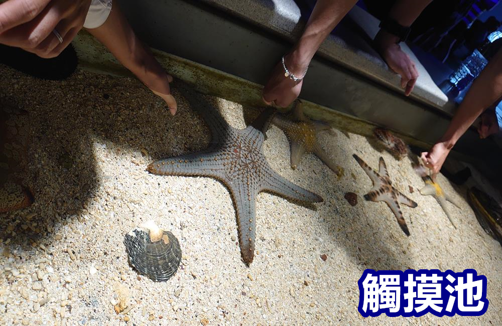 澎湖景點,澎湖水族館,澎湖水族館票價,澎湖親子景點推薦,澎湖水族館門票,花火節