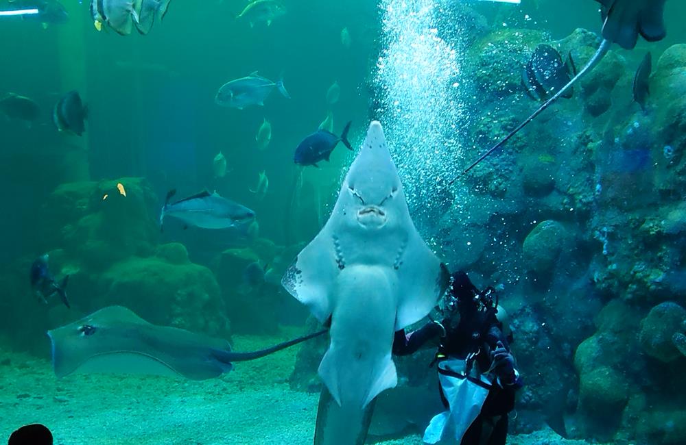 澎湖景點,澎湖水族館,澎湖水族館票價,澎湖親子景點推薦,澎湖水族館門票,花火節