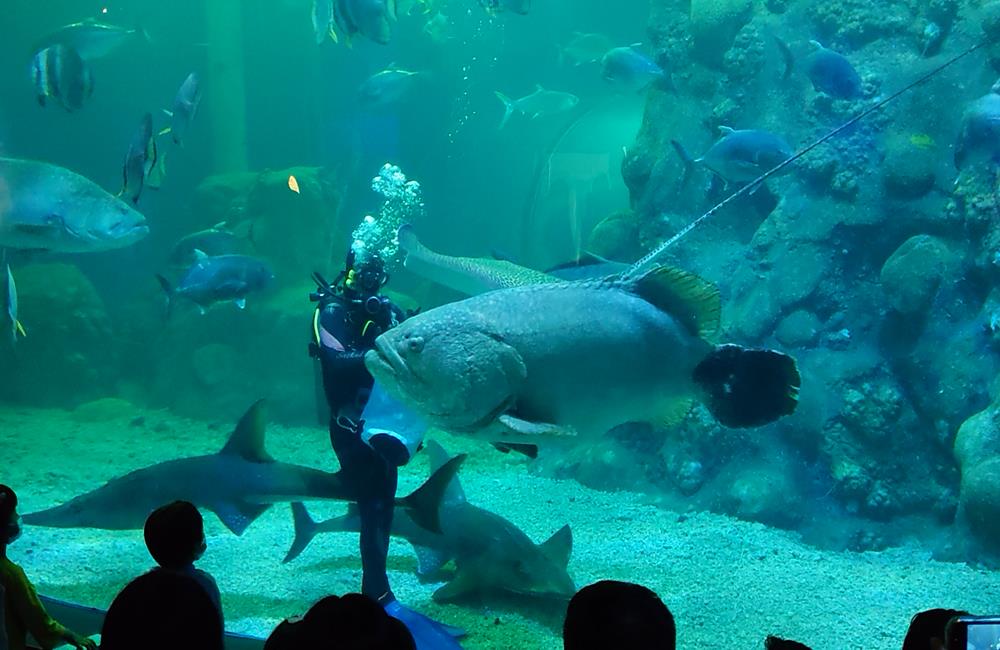 澎湖景點,澎湖水族館,澎湖水族館票價,澎湖親子景點推薦,澎湖水族館門票,花火節