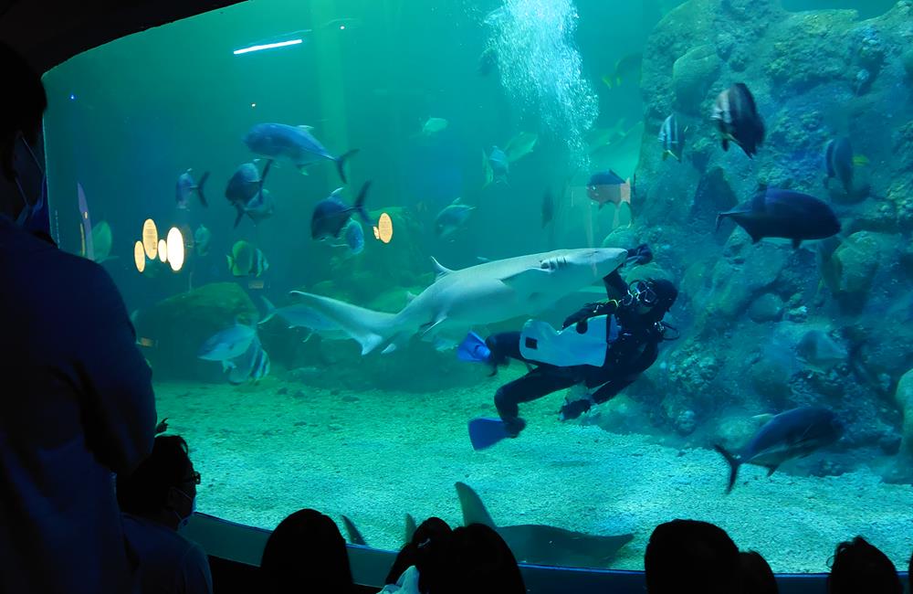 澎湖景點,澎湖水族館,澎湖水族館票價,澎湖親子景點推薦,澎湖水族館門票,花火節