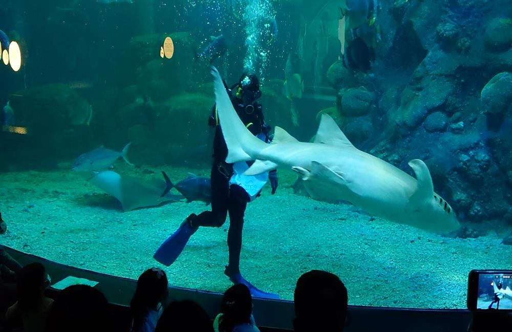 澎湖景點,澎湖水族館,澎湖水族館票價,澎湖親子景點推薦,澎湖水族館門票,花火節