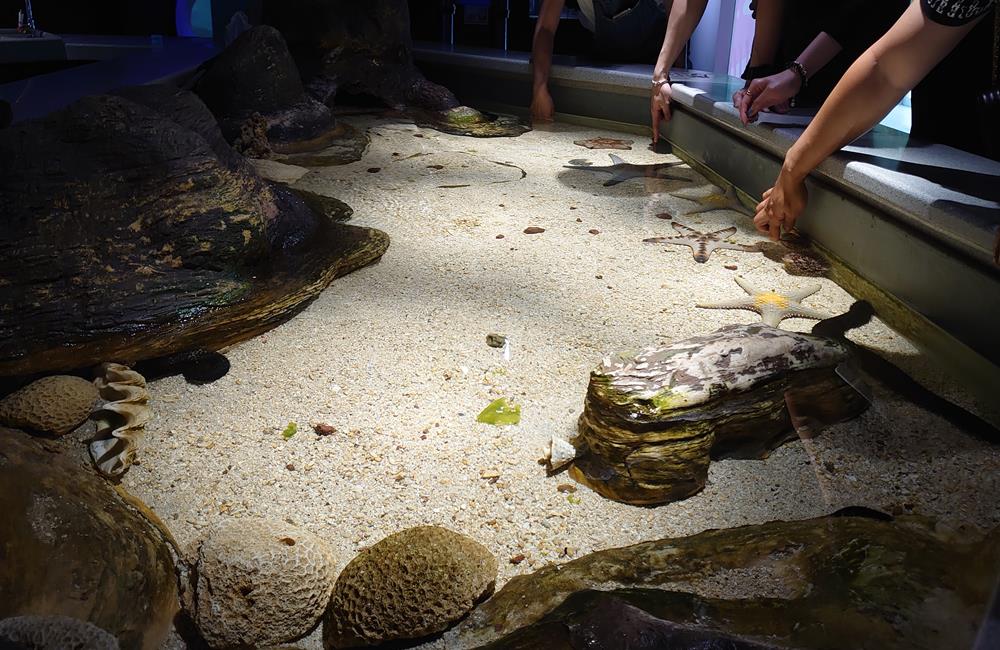 澎湖景點,澎湖水族館,澎湖水族館票價,澎湖親子景點推薦,澎湖水族館門票,花火節