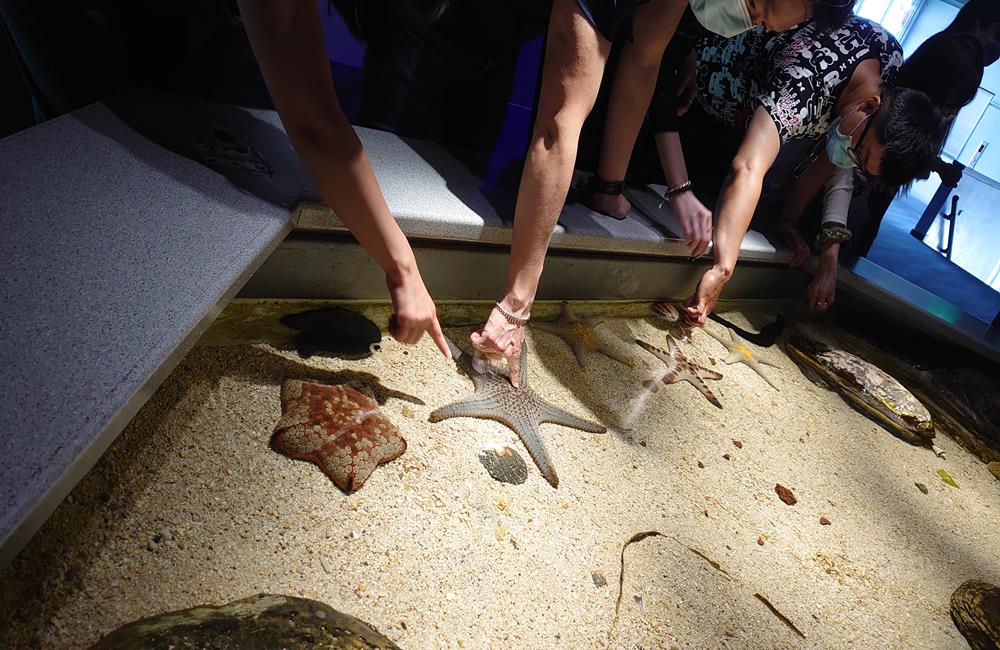 澎湖景點,澎湖水族館,澎湖水族館票價,澎湖親子景點推薦,澎湖水族館門票,花火節