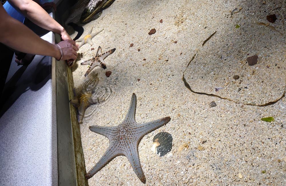 澎湖景點,澎湖水族館,澎湖水族館票價,澎湖親子景點推薦,澎湖水族館門票,花火節