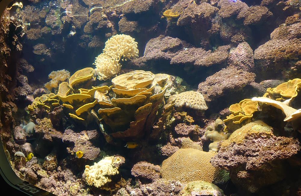 澎湖景點,澎湖水族館,澎湖水族館票價,澎湖親子景點推薦,澎湖水族館門票,花火節