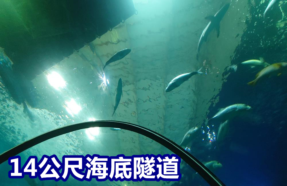 澎湖景點,澎湖水族館,澎湖水族館票價,澎湖親子景點推薦,澎湖水族館門票,花火節