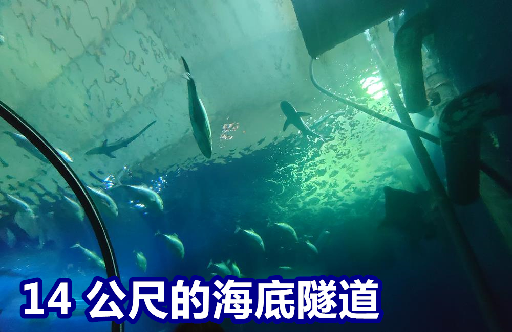 澎湖景點,澎湖水族館,澎湖水族館票價,澎湖親子景點推薦,澎湖水族館門票,花火節