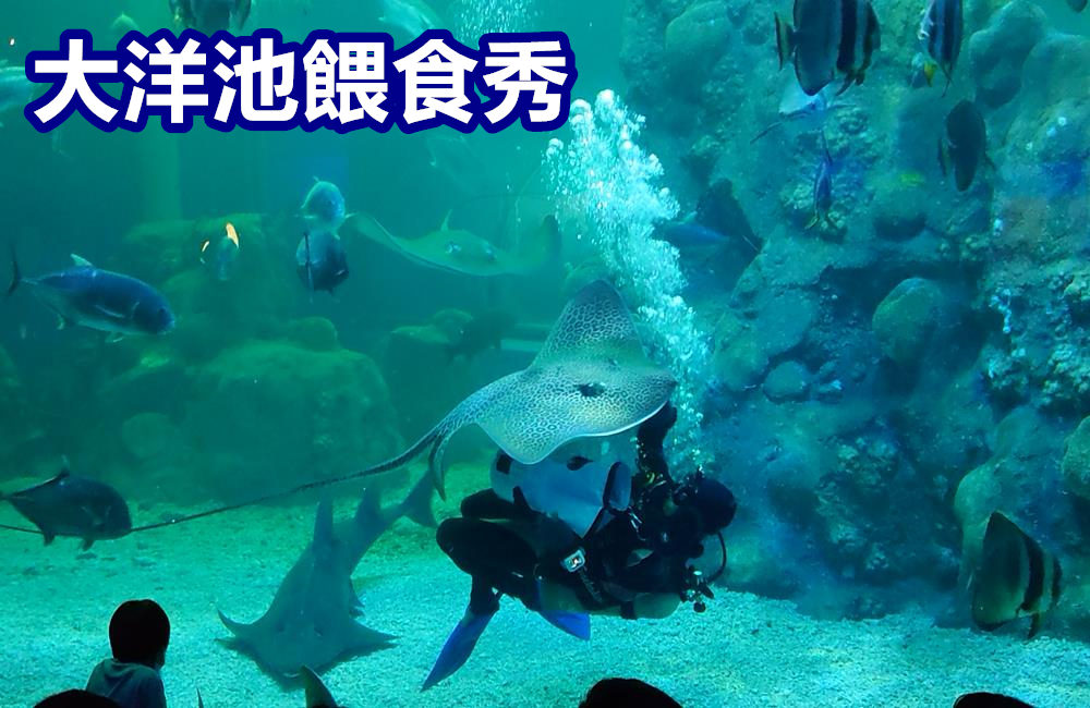 澎湖景點,澎湖水族館,澎湖水族館票價,澎湖親子景點推薦,澎湖水族館門票,花火節