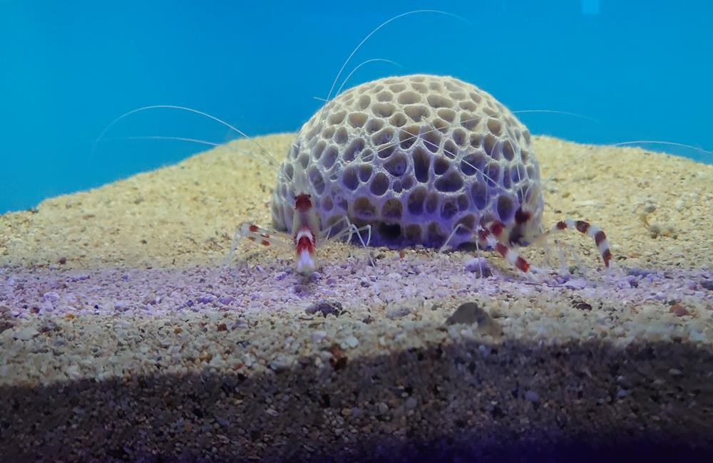 澎湖景點,澎湖水族館,澎湖水族館票價,澎湖親子景點推薦,澎湖水族館門票,花火節