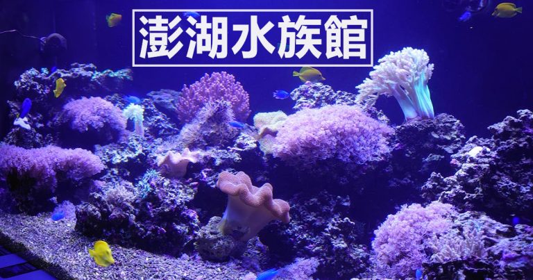 澎湖景點,澎湖水族館,澎湖水族館票價,澎湖水族館門票,花火節