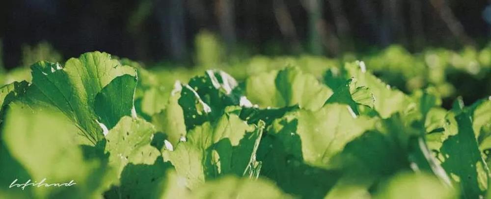 自然圈農場,熱泉野菜,蔬菜箱,防疫蔬菜箱,海鮮箱,蔬菜箱直送,蔬菜箱 宅配,蔬果 宅配,職人農作