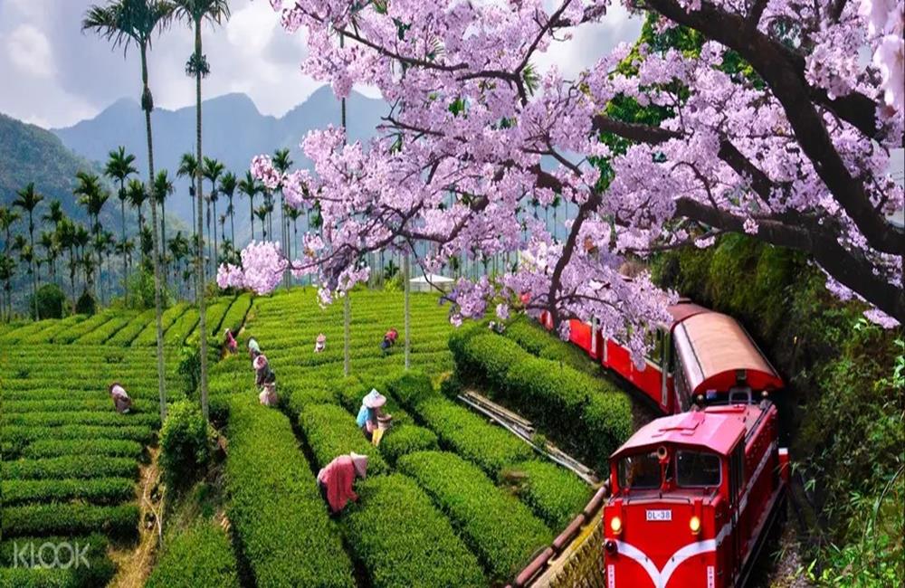 嘉義阿里山國家風景區,阿里山國家風景區門票,阿里山,KLOOK,阿里山國家森林遊樂區,阿里山神木,森林遊樂區,國家森林遊樂區門票,KLOOK,神木,森林遊樂區門票買一送一