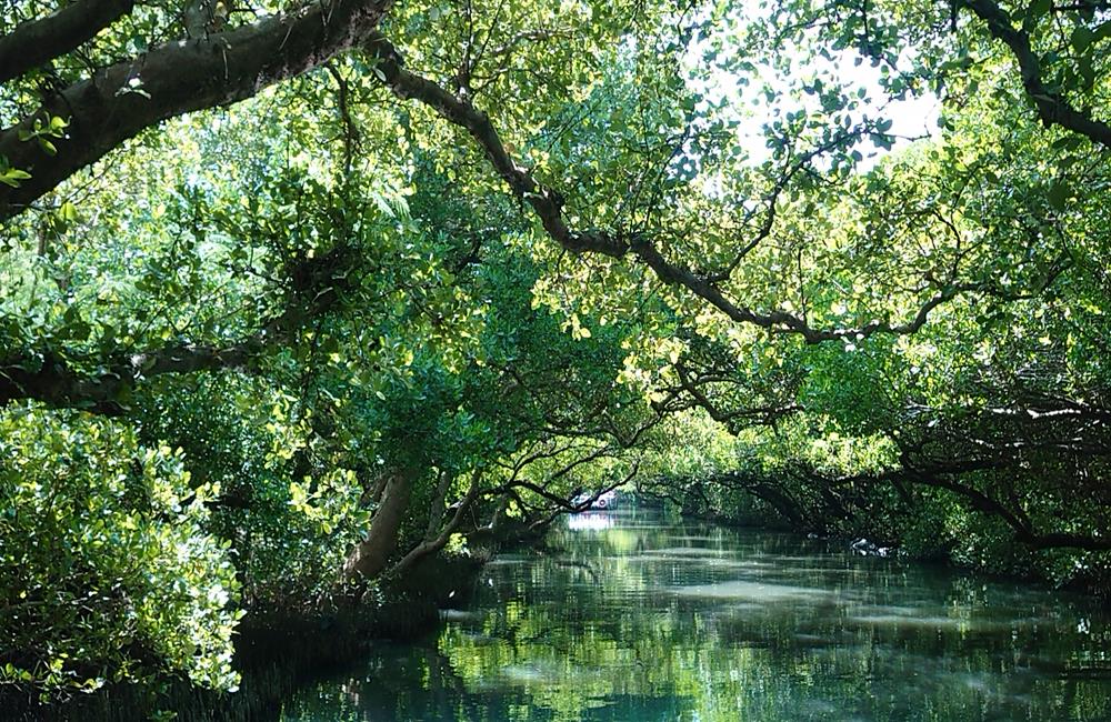 台南,台江國家公園,台江國家公園門票,四草,四草台江觀光船,台江開放,台南解封,KLOOK,客路,微解封,降級不解封,疫情降級,疫情解封,解封景點,微解封開放,二級解封