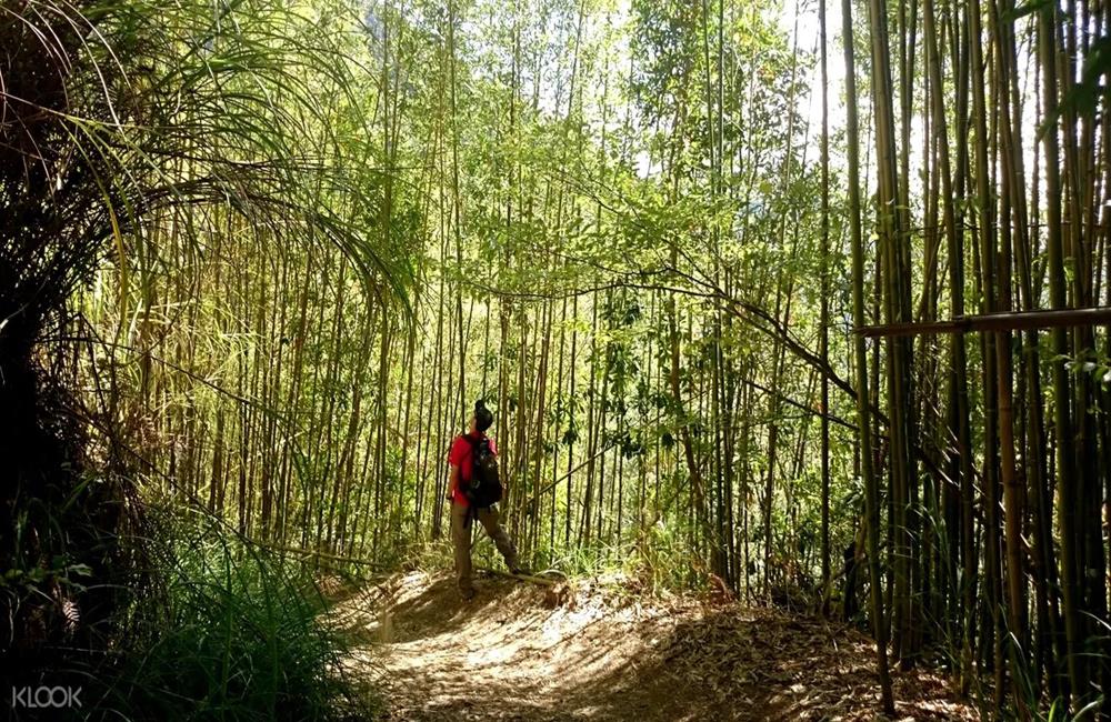 司馬庫斯,司馬庫斯住宿,司馬庫斯自由行,司馬庫斯入山證申請2022,司馬庫斯入山證2022,司馬庫斯行程,新竹司馬庫斯,司馬庫斯交通,司馬庫斯入山申請,司馬庫斯官網,司馬庫斯櫻花季,司馬庫斯賞櫻,司馬庫斯交通管制