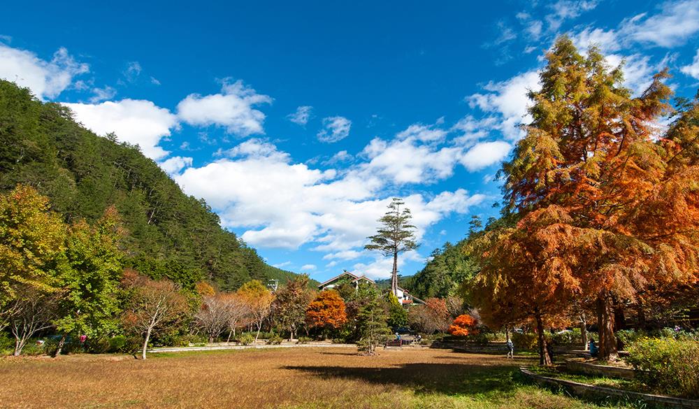 武陵森林遊樂區,武陵農場賞楓,賞楓,賞楓景點,賞楓,楓葉,紅葉,楓葉季,楓葉祭,楓葉 2021,落羽松,秋天 賞楓 景點,賞楓秘境