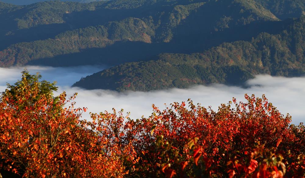 阿里山,阿里山賞楓,阿里山紅葉,賞楓,賞楓景點,賞楓,楓葉,紅葉,楓葉季,楓葉祭,楓葉 2021,落羽松,秋天 賞楓 景點,賞楓秘境