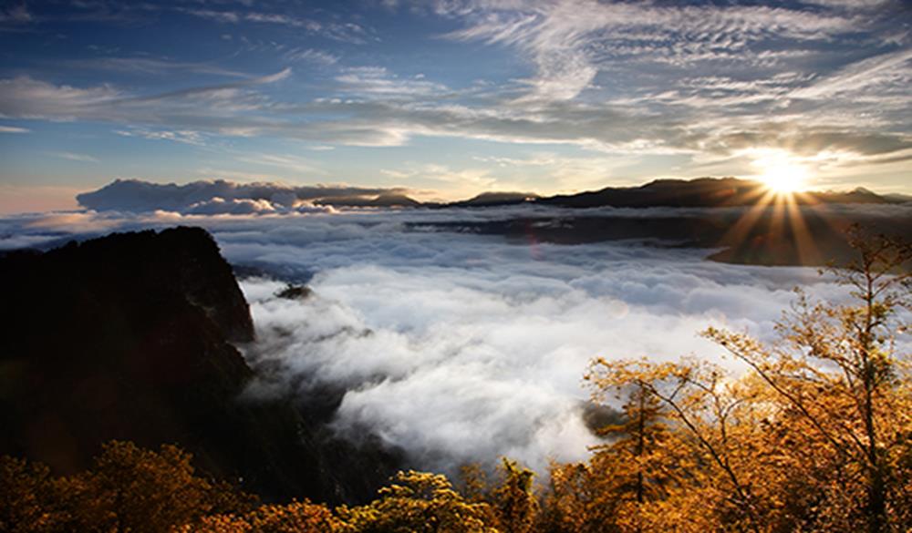 阿里山,阿里山賞楓,阿里山紅葉,賞楓,賞楓景點,賞楓,楓葉,紅葉,楓葉季,楓葉祭,楓葉 2021,落羽松,秋天 賞楓 景點,賞楓秘境