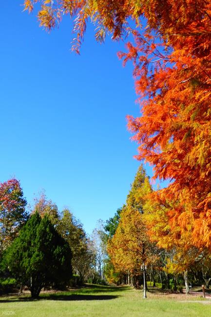 奧萬大賞楓,賞楓,賞楓景點,賞楓,楓葉,紅葉,楓葉季,楓葉祭,楓葉 2021,落羽松,秋天 賞楓 景點,賞楓秘境