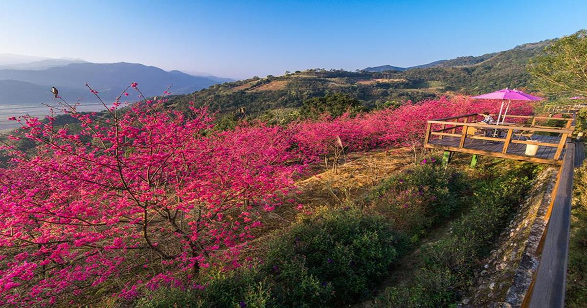 宜蘭大同櫻花季,櫻花季,宜蘭賞櫻,宜蘭賞櫻住宿,賞櫻住宿,宜蘭住宿推薦