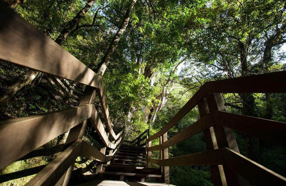 拉拉山,拉拉山神木群,桃園復興拉拉山,森林遊樂區,國家森林遊樂區門票,KLOOK,神木,森林遊樂區門票買一送一