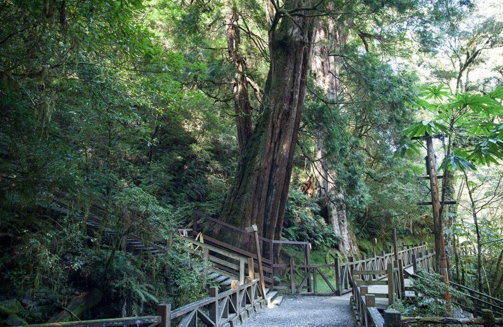 拉拉山,拉拉山神木群,桃園復興拉拉山,森林遊樂區,國家森林遊樂區門票,KLOOK,神木,森林遊樂區門票買一送一