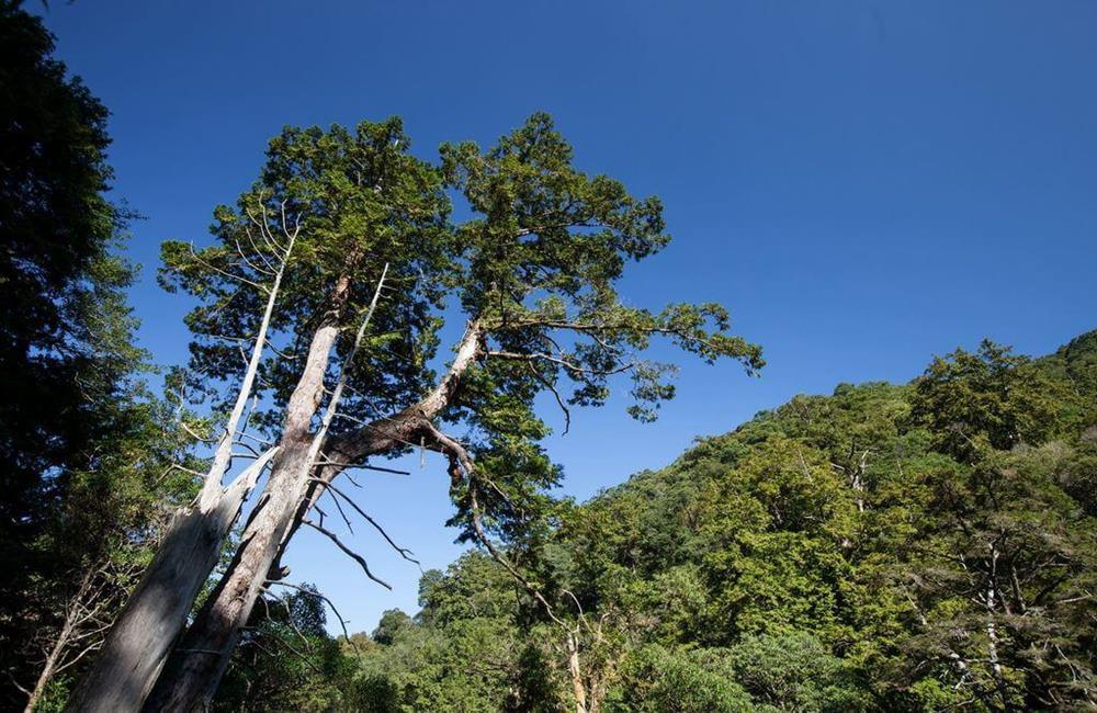 拉拉山,拉拉山神木群,桃園復興拉拉山,森林遊樂區,國家森林遊樂區門票,KLOOK,神木,森林遊樂區門票買一送一