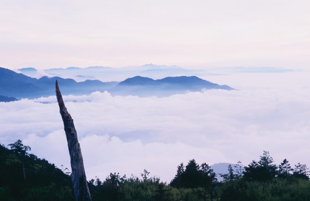 大雪山神木,台中大雪山,大雪山國家森林遊樂區,森林遊樂區,國家森林遊樂區門票,KLOOK,神木,森林遊樂區門票買一送一