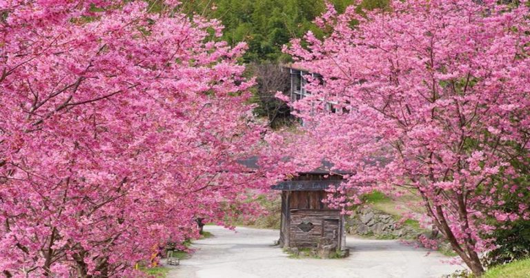 司馬庫斯櫻花季,司馬庫斯,司馬庫斯住宿,司馬庫斯自由行,司馬庫斯入山證申請2022,司馬庫斯入山證2022,司馬庫斯行程,新竹司馬庫斯,司馬庫斯交通,司馬庫斯入山申請,司馬庫斯官網,司馬庫斯賞櫻,司馬庫斯交通管制