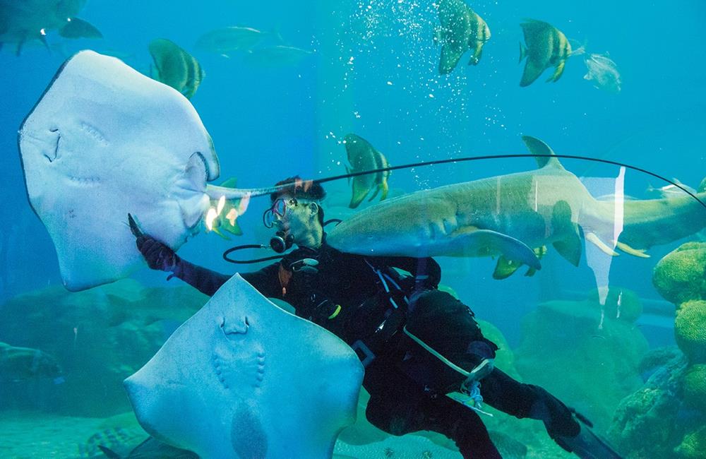 澎湖花火節,澎湖國際海上花火節,澎湖水族館,與魚兒共眠住宿體驗營,澎湖行程推薦,澎湖景點,澎湖旅遊,澎湖景點推薦,澎湖水上活動