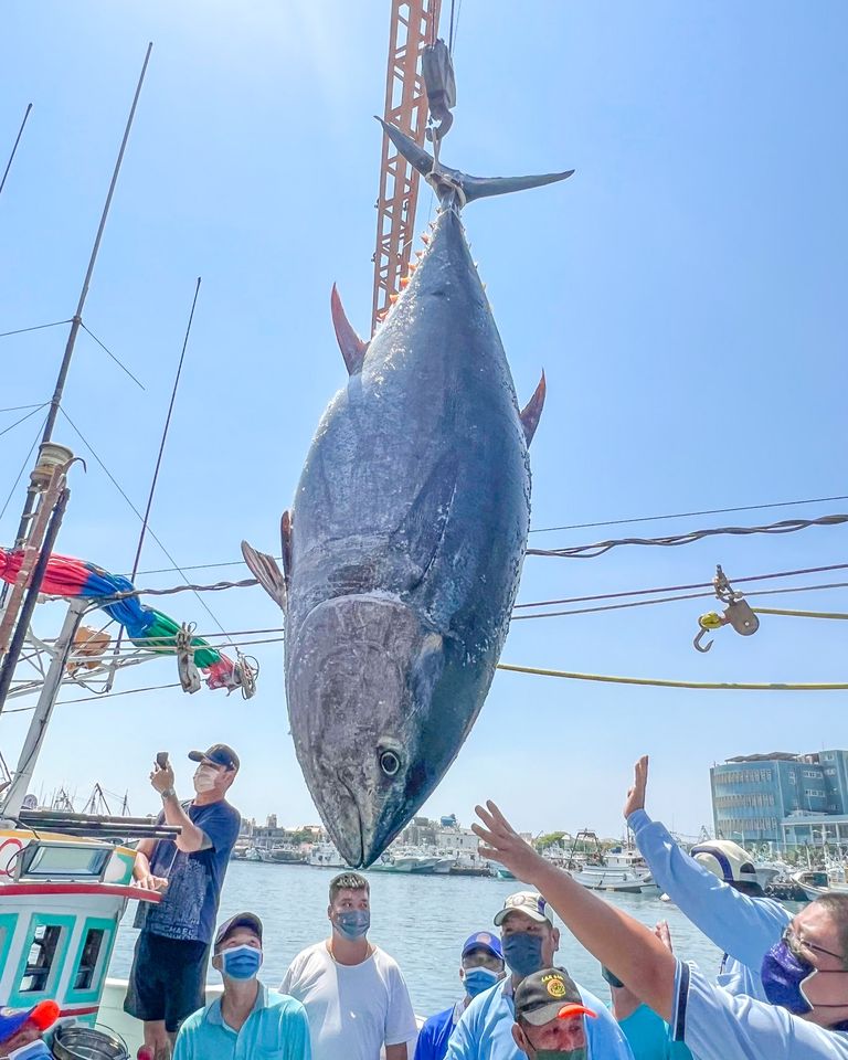 屏東黑鮪魚文化觀光季,屏東東港,屏東黑鮪魚季,屏東第一鮪,鮪魚季,黑鮪魚文化觀光季在屏東