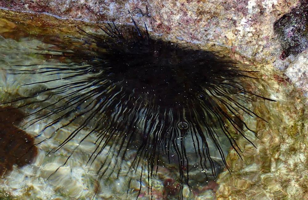 綠島潮間帶生態導覽,潮間帶導覽,綠島,綠島自由行,綠島套裝行程,綠島三天兩夜套裝行程,綠島秘境景點,綠島自由行套裝