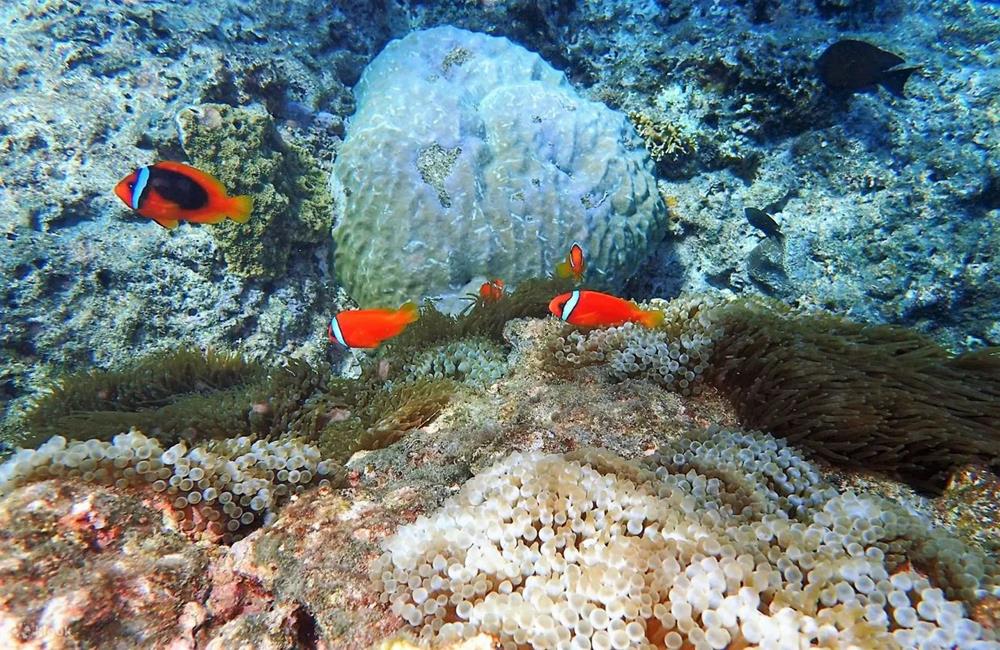 綠島浮潛,綠島潛水,綠島深潛,綠島水上活動,綠島,綠島自由行,綠島套裝行程,綠島三天兩夜套裝行程,綠島秘境景點,綠島自由行套裝