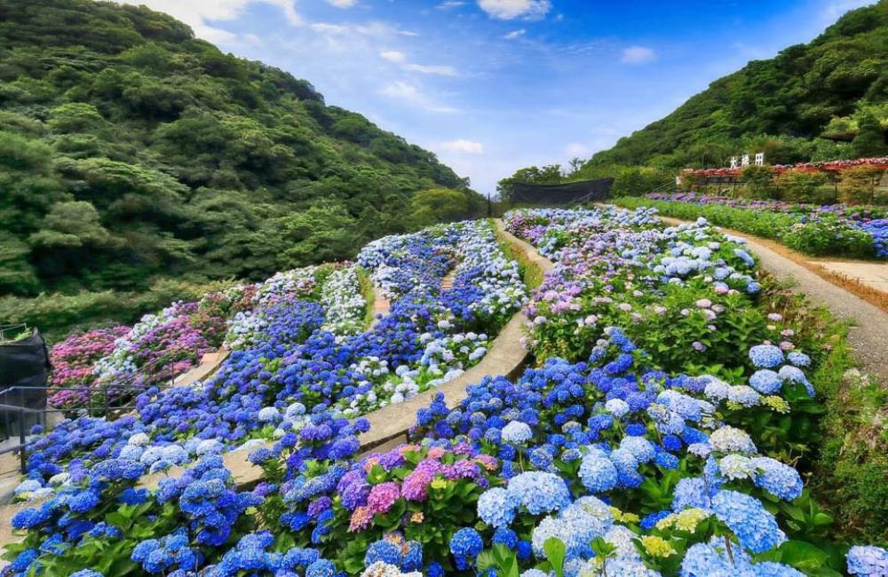 大梯田花卉生態農場,2022繡球花季,繡球花,繡球花景點,台北繡球花,陽明山竹子湖繡球花,高家繡球花園,薰衣草森林,大梯田花卉生態農場