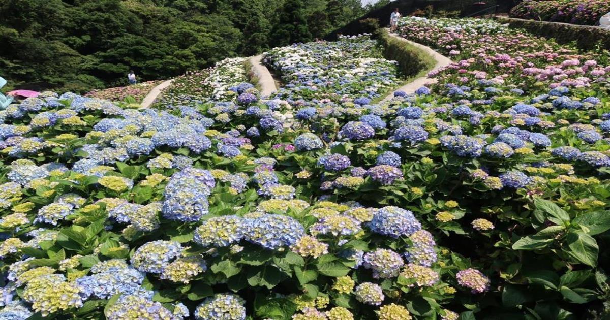 2022繡球花季,繡球花,繡球花景點,台北繡球花,陽明山竹子湖繡球花,高家繡球花園,薰衣草森林,大梯田花卉生態農場