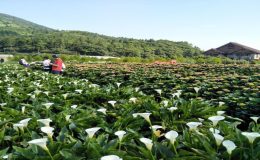 海芋季,海芋節,海芋季時間,陽明山海芋季,海芋季節,陽明山海芋,竹子湖海芋步道,陽明山海芋季2022,海芋花期多久,陽明山海芋2022, 竹子湖繡球花,竹子湖怎麼玩,竹子湖花季,竹子湖怎麼去