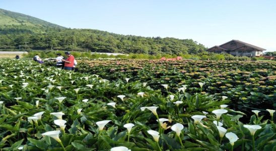 海芋季,海芋節,海芋季時間,陽明山海芋季,海芋季節,陽明山海芋,竹子湖海芋步道,陽明山海芋季2022,海芋花期多久,陽明山海芋2022, 竹子湖繡球花,竹子湖怎麼玩,竹子湖花季,竹子湖怎麼去