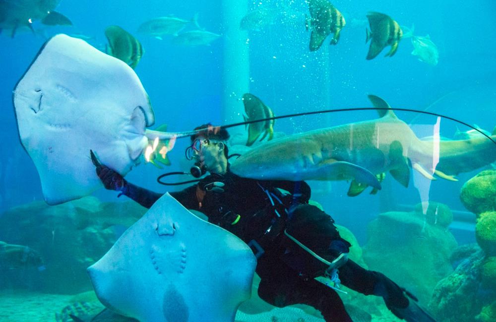 澎湖水族館,欣葉呷哺呷哺涮涮鍋,夏天吃鍋,Klook,欣葉國際餐飲集團,欣葉涮涮鍋,澎湖山海旨味鍋,澎湖,澎湖海鮮,究好豬