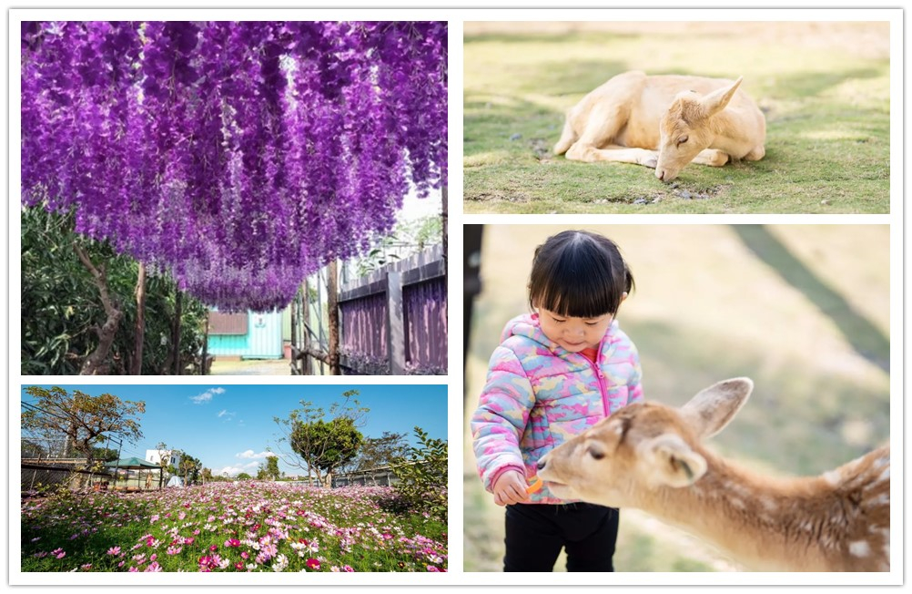 鹿粼,小琉球鹿粼梅花鹿園區,小琉球親子景點,屏東親子景點,屏東親子農場,屏東,屏東景點,屏東新景點,屏東景點親子,小琉球 秘境,小琉球親子景點,小琉球親子農場,鹿粼梅花鹿園區