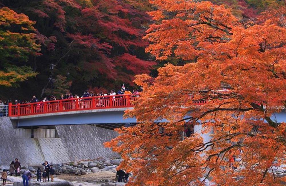 名古屋,愛知縣,香嵐溪,香嵐溪紅葉祭,香嵐溪賞楓景點,愛知賞楓景點,香嵐溪紅葉,香嵐橋,2022香嵐溪紅葉祭,日本賞楓行程推薦,日本水上賞楓,日本賞楓,日本賞楓自由行,日本賞楓,日本紅葉預測,日本船上賞楓景點,賞楓景點,賞楓秘境