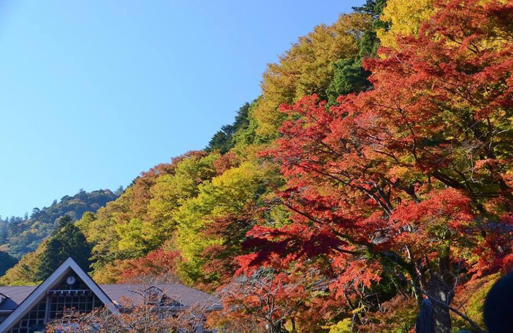 高尾山楓葉,高尾山,高尾山の紅葉,高尾山登山,高尾山一日遊,日本楓葉時間,關東楓葉,東京楓葉,日本賞楓,東京賞楓,日本賞楓時間,東京銀杏時間,日本賞楓自由行,東京賞楓景點