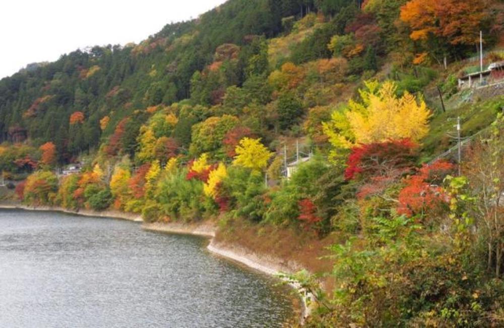 奧多摩湖,奧多摩紅葉,奧多摩湖,奧多摩,日本楓葉時間,關東楓葉,東京楓葉,日本賞楓,東京賞楓,日本賞楓時間,東京銀杏時間,日本賞楓自由行,東京賞楓景點