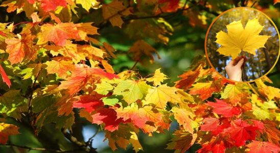 賞楓,楓葉季節,武陵農場賞楓,賞楓景點,11月秘境,賞楓秘境,賞楓時間,中部賞楓,台灣賞楓時間,楓葉月份,楓葉,楓葉台灣